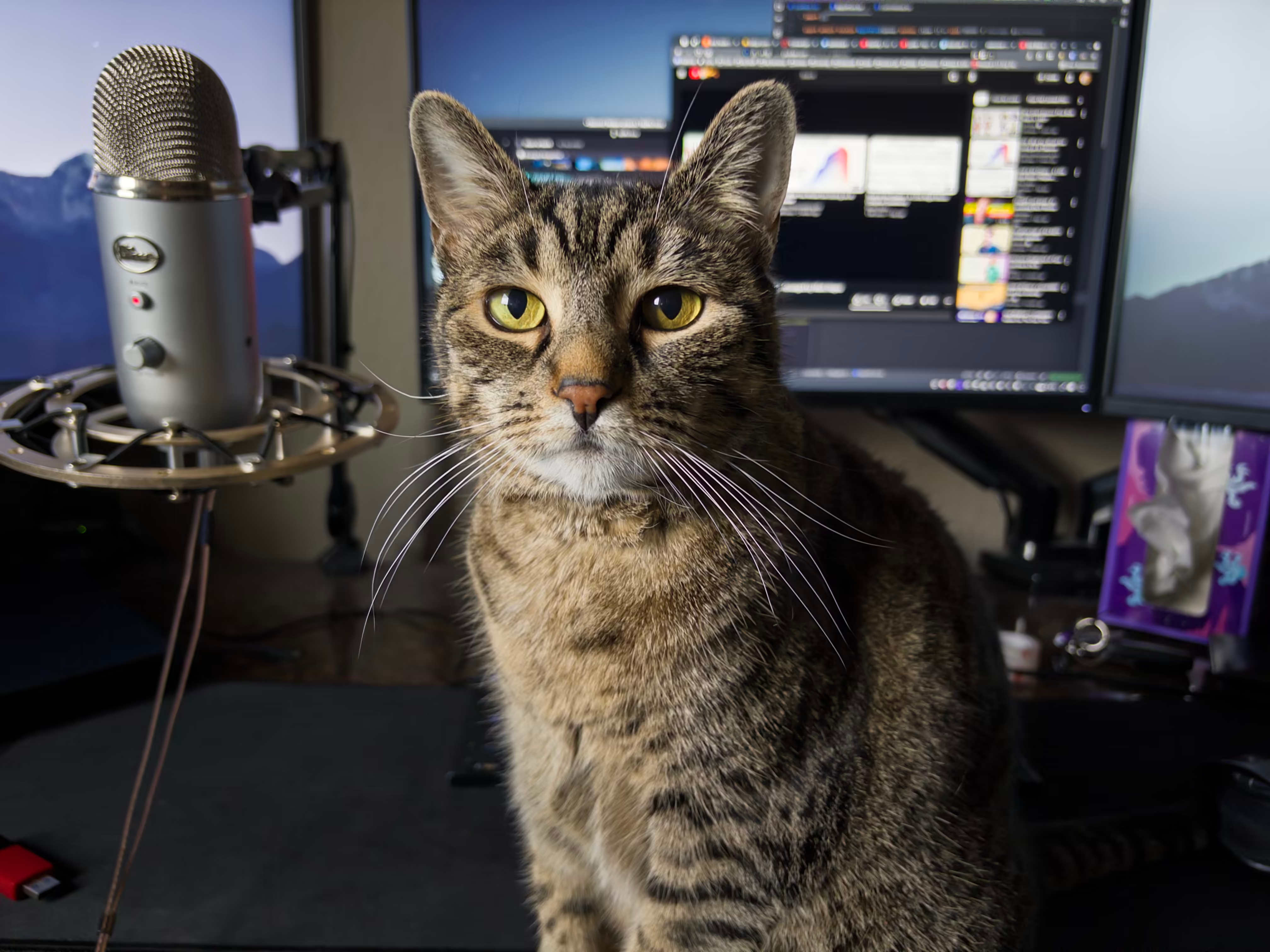 A dull brown tabby cat looking directly at the camera
