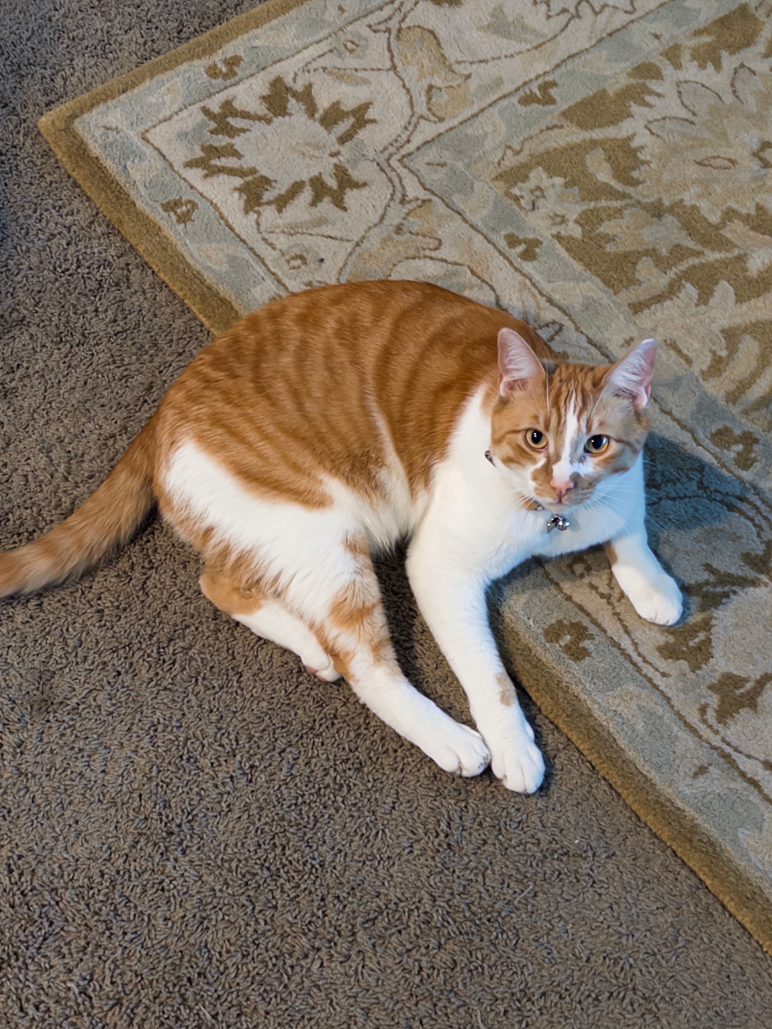 An orange cat laying on a rug